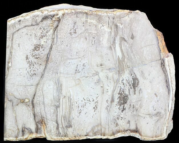 Devonian Petrified Wood From Oklahoma - Oldest True Wood #50165